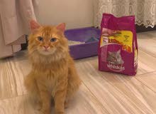 قط شيرازي قط شيرازي