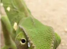 حرباي سحليه