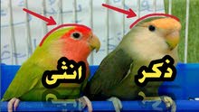 انثى فيشر اليف انثى فيشر اليف