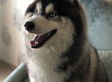 كلب Siberian Husky Male كلب Siberian Husky Male