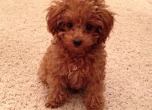 Tea Cup Toy Poodle for sell Tea Cup Toy Poodle for sell