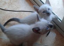 Chat femelle siamois race pur Chat femelle siamois race pur