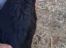 ذبايح نجديه ذبايح نجديه