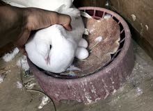 حمامات زينه شرط بياضات حمامات زينه شرط بياضات
