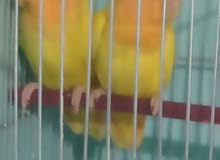 عصافير روز عصافير روز