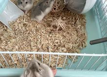 6 hamsters for adoption , هامستر روسي العدد 6 6 hamsters for adoption , هامستر روسي العدد 6