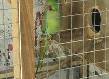 زوج دره هندي مضمونات مزاويج نايمات بلبيت على وشك بياض زوج دره هندي مضمونات مزاويج نايمات بلبيت على وشك بياض