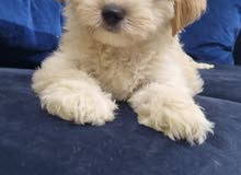 Male Havanese puppy pure quality