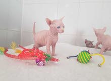 kitten for sale kitten for sale