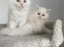 2 Male persian Kittens for Sale