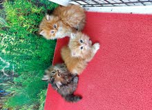 45 days old 45 days old