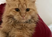 قطة شيرازية أليفة حامل مجاناً مقابل 1300 (للعلاج) لايوجد توصيل