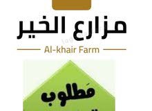 مطلوب عمال مزارع خضر ونخيل مرتبات 1000 درهم بالاضافه إلى عمل أقامه وتأمين صحي مطلوب عمال مزارع خضر ونخيل مرتبات 1000 درهم بالاضافه إلى عمل أقامه وتأمين صحي