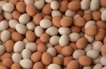 اريد بيض دجاج ( زينة ) اريد بيض دجاج ( زينة )
