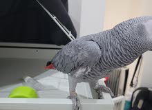 كاسكو للبيع كاسكو للبيع
