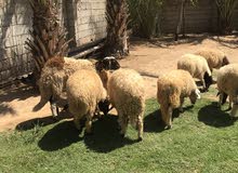 خرفان للبيع خرفان للبيع