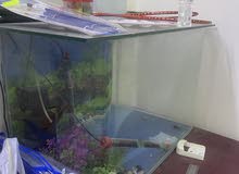 fish tank with all accessories
