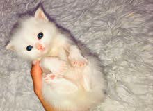 angora white cat for sale