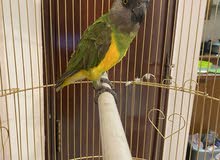 it is a senegel parrot comes whith the cage