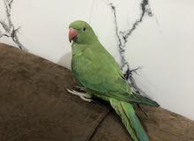 ببغاء دره اليف طينه ببغاء دره اليف طينه