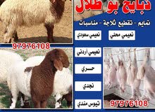 ذبايح للبيع ذبايح للبيع