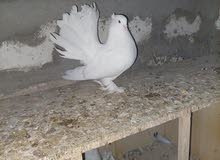 للبيع فحل عروسه رس امركي كلاش وكنزوعه فحل حار للبيع فحل عروسه رس امركي كلاش وكنزوعه فحل حار