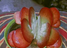 مشتل lala Rose لجميع أنواع نباتات الزينه والخضر والفاكهة