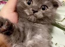 kitten Scottish kitten Scottish