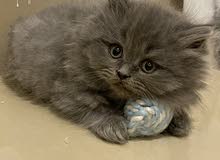 kitten kitten