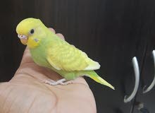 tamed budig looking for new home tamed budig looking for new home