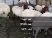 هوش نعيمي هوش نعيمي