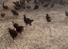 دجاج فرنسي دجاج فرنسي