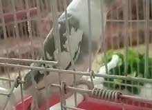 عصفور كوكتيل نوع فيس ذكر اليف