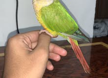 كنيور اليف و هدد كنيور اليف و هدد