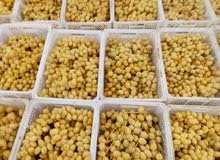 بلح برحى فاخر بلح برحى فاخر