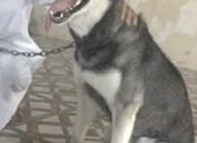 siberian husky female siberian husky female
