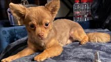 male chihuahua for sale male chihuahua for sale