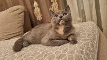 british short hair female kittens british short hair female kittens