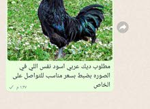 مطلوب ديك مطلوب ديك