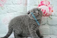 Scottish fold blue and bsh kitten available in dubai by german breeder Scottish fold blue and bsh kitten available in dubai by german breeder