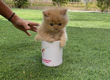 Male kitten Male kitten