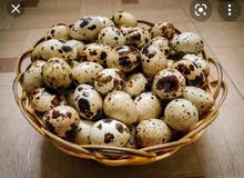 عظم سمان عظم سمان