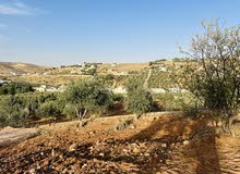Residential Land for Sale in Zarqa Birayn