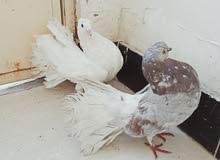 حمام عرايس للبيع حمام عرايس للبيع