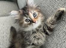 persian kitten persian kitten