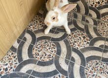 أرنب للبيع أرنب للبيع