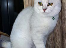 British short hair chanchilla British short hair chanchilla