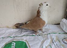 فحل جوزي السعر 15وبي مجال فحل جوزي السعر 15وبي مجال