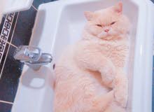 قطط شيراز مختلفة الاعمار cats for sale قطط شيراز مختلفة الاعمار cats for sale