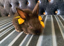 Dwarf rabbit Dwarf rabbit